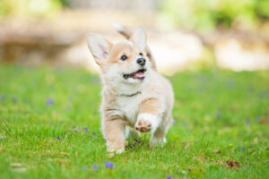 Suloinen corgi pentu juoksee vihreällä nurmikolla kieli suupielessä