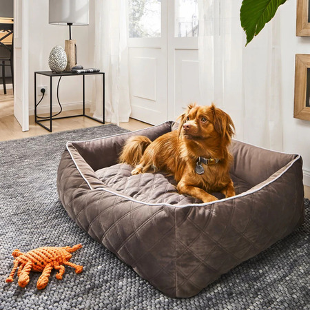 Keskikokoinen ruskea koira makaa pehmustetussa harmaassa koiran pedissä olohuoneessa