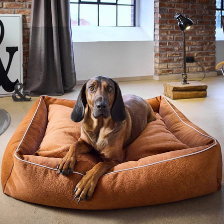 Iso ruskea koira makaa oranssissa koiran pedissä loft-tyylisessä olohuoneessa