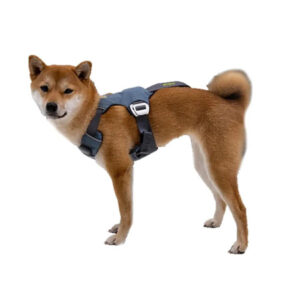 Pieni valkoinen ja ruskea koira makaa auton etupenkillä turvaistuimessa omistajan vieressä ajon aikana