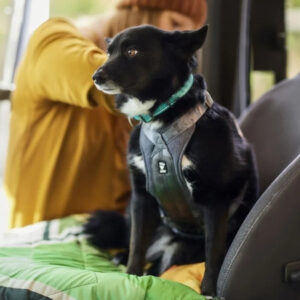 Musta koira istuu auton takapenkillä turvavaljaissa omistajan vieressä, valmiina turvalliseen ajomatkaan.