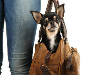 Pieni musta chihuahua istuu nahkaisessa koiran kantolaukussa valkoista taustaa vasten