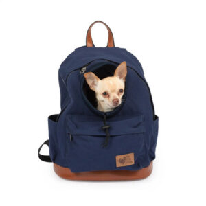 Chihuahua istuu tummansinisessä koiran kantorepussa
