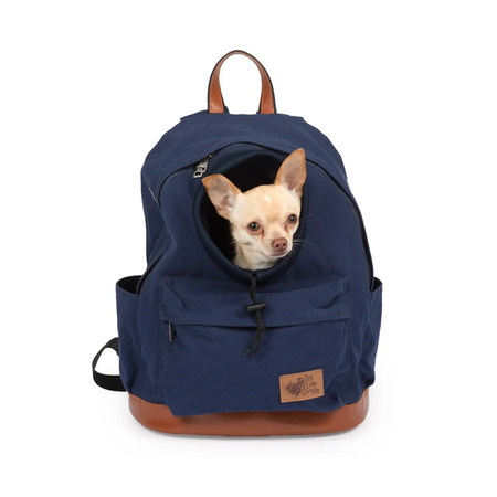 Chihuahua istuu tummansinisessä koiran kantorepussa