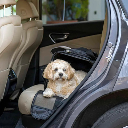 Pieni koira kuljetuslaukussa auton takapenkillä matkustamassa turvallisesti