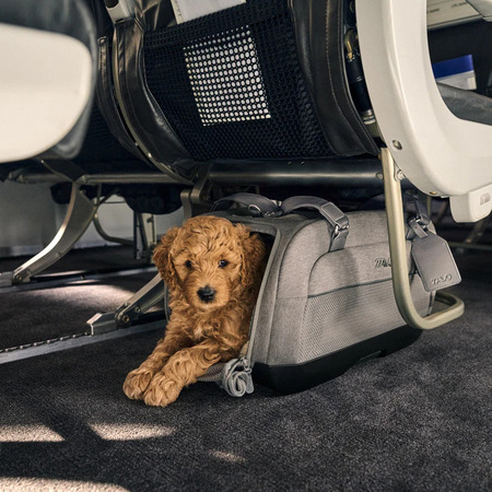 Pieni koiranpentu kuljetuslaukussa lentokoneessa istuimen alla