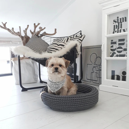 Pieni vaalea koira istuu pienessä harmaassa koiran pedissä modernissa olohuoneessa