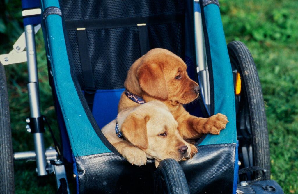 Kaksi ruskeaa koiranpentua istuu sinisissä koiranrattaissa ulkona vihreällä nurmikolla.