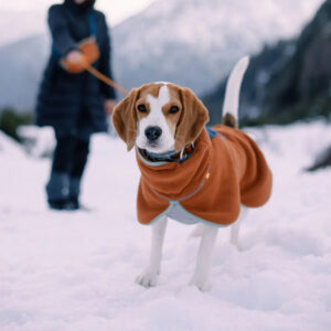 Kuvassa valko-ruskea koira seisoo lumisessa vuoristomaisemassa yllään oranssi fleece-takki