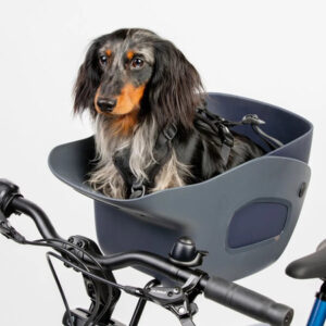 Pitkäkarvainen mäyräkoira istuu turvallisesti pyörän etukorissa valjaissa.