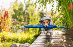 Pieni koira sadetakissa kantaa sinistä sateenvarjoa suussaan kävellessään puupolulla syksyisessä puutarhassa.