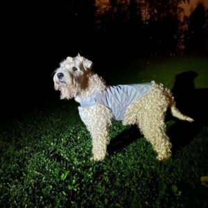 Kuvassa kiharatukkainen koira seisoo pimeässä heijastava takki yllään. Heijastintakki tekee koirasta hyvin näkyvän hämärässä ja parantaa turvallisuutta iltalenkeillä