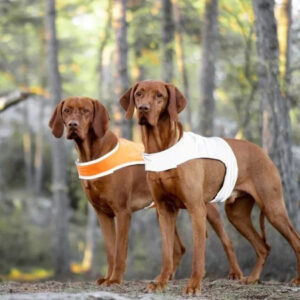 Kuvassa kaksi ruskeaa koiraa seisoo metsässä yllään oranssi ja valkoinen näkyvyysliivi. Liivit parantavat koirien näkyvyyttä metsässä ja ehkäisevät onnettomuuksia.