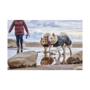 Kaksi sadetakkiin pukeutunutta koiraa kävelemässä rannalla omistajansa kanssa pilvisenä päivänä.