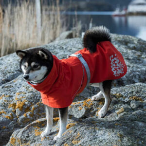 Musta koira punaisessa sadetakissa seisoo rantakalliolla veden äärellä.