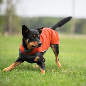 Kuvassa mustaruskea koira leikkii nurmikolla yllään oranssi fleece-takki.