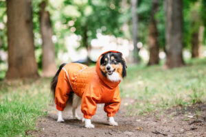 Kuvassa musta-valkoinen koira oranssissa hupullisessa sadetakissa seisoo metsäpolulla vihreän puiston keskellä.