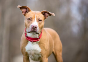 Kuvassa lyhytkarvainen koira seisoo ulkona ja sillä on kaulassaan kirkkaanpunainen koiranpanta. Taustalla näkyy pehmeästi sumentunut maisema.