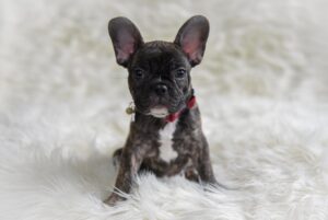 Kuvassa ranskanbulldoggi pentu istuu valkoisella karvamatolla punainen panta kaulassaan ja katsoo suoraan kameraan.