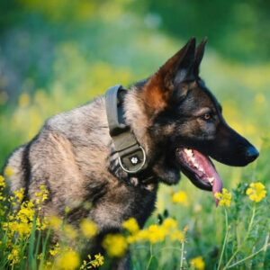 Saksanpaimenkoira seisoo niityllä vihreä nailonpanta kaulassaan, taustalla keltaisia kukkia.