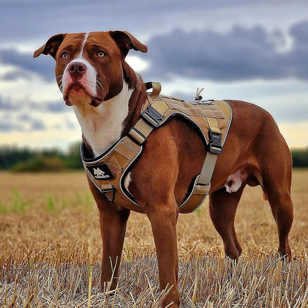 Tan-värinen Cerberos-koiranvaljas, jossa on tukevat hihnat ja pehmustettu sisäpinta