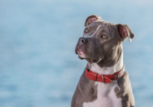 Harmaa ja valkoinen koira istuu veden äärellä punainen nahkapanta kaulassaan.