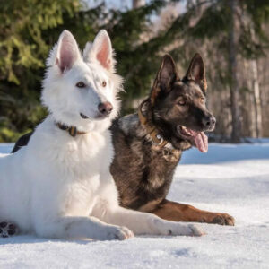 Kaksi saksanpaimenkoiraa makaa lumessa, molemmilla leveät ja tukevat pannat kaulassa.