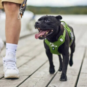 Musta koira vihreissä pehmustetuissa valjaissa kävelee laiturilla omistajansa vierellä.