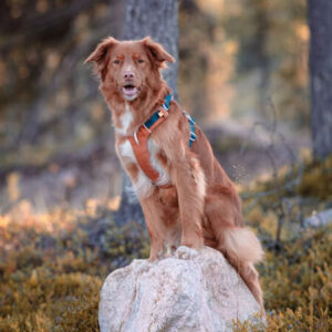 Ruskea koira istuu kivellä metsässä oransseissa ja sinisissä koiran valjaissa – ergonomiset ja hyvin istuvat valjaat ulkoiluun