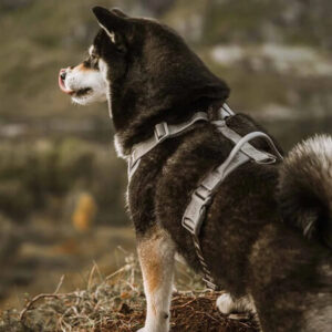 Mustavalkoinen koira seisoo luonnossa vaaleissa koiran valjaissa – tukevat ja säädettävät valjaat aktiiviseen ulkoiluun ja retkeilyyn