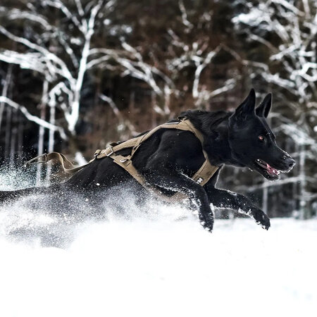 Musta koira juoksee lumessa tukevat valjaat yllään talvimaisemassa.