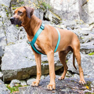 Ruskea koira seisoo kallioisessa maastossa vihreissä Y-mallisissa valjaissa – tukevat ja hyvin istuvat koiran valjaat ulkoiluun