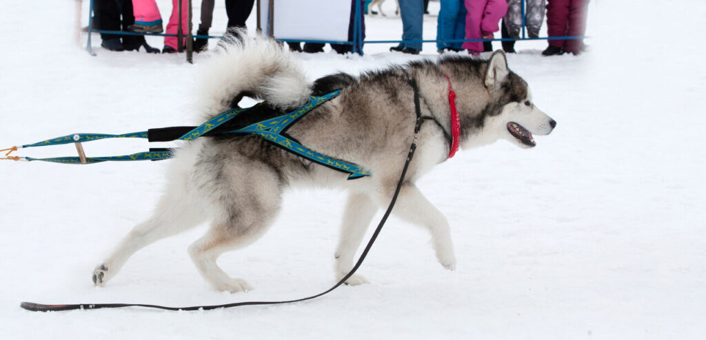 Husky juoksee lumella sinisissä vetovaljaissa rekikilpailussa.