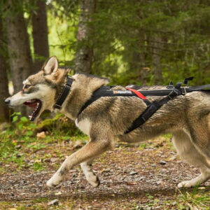 Koiralla on musta vetovaljas, ja se juoksee metsäpolulla energisesti.