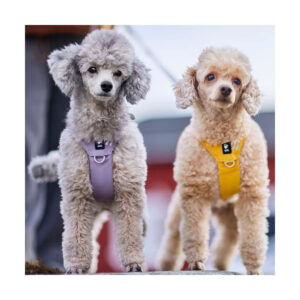 Kaksi pientä villakoiraa seisoo vierekkäin värikkäät koiran valjaat päällä – kevyet ja hyvin istuvat valjaat pienille koirille