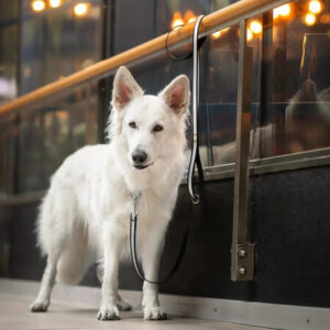 Valkoinen koira kiinnitettynä mustaan taluttimeen sisätilassa kaiteeseen – turvallinen koiran talutin julkisiin tiloihin