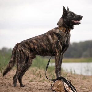 Juovikas koira seisoo rannalla nahkapanta ja talutin päällä – vahva ja kestävä koiran panta ja talutushihna ulkoiluun