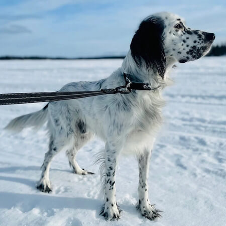Valkoinen pilkullinen koira seisoo lumessa talutin kiinnitettynä pantaan – kestävä ja heijastava koiran talutin talvikäyttöön