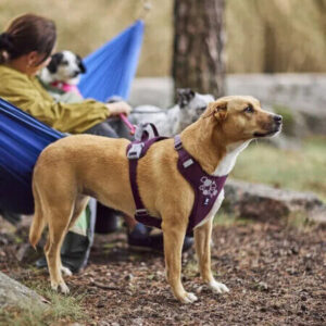 Ruskea koira seisoo metsässä violetit valjaat päällä, taustalla omistaja riippumatossa – ergonomiset koiran valjaat retkeilyyn ja ulkoiluun
