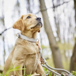 Vaalea koiranpentu istuu metsässä vaalea nahkapanta ja talutin päällä – laadukas ja kestävä panta pienelle koiralle