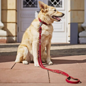 Vaalea koira istuu ulkona punainen koiran talutin ja panta päällä – kestävä ja näyttävä talutushihna päivittäiseen käyttöön