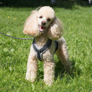 Vaalea villakoira seisoo nurmikolla mustat heijastavat koiran valjaat päällä – pehmustetut ja säädettävät valjaat pienelle koiralle