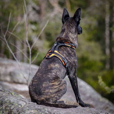 Koira istuu kallion päällä maastossa valjaat päällä