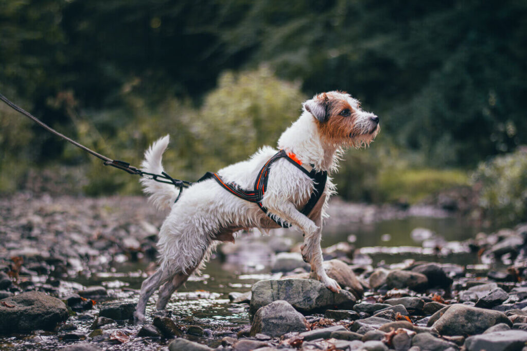 Koira seisoo kivellä purossa valjaat päällä talutushihnassa