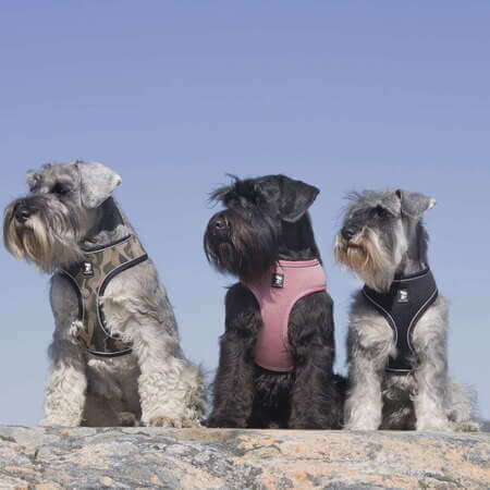 Kolme koiraa istuu kallion päällä eri väriset valjaat päällä